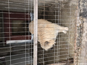 Donez caine ciobanesc - imagine 5