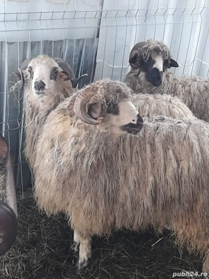 Vand berbecuti - imagine 3