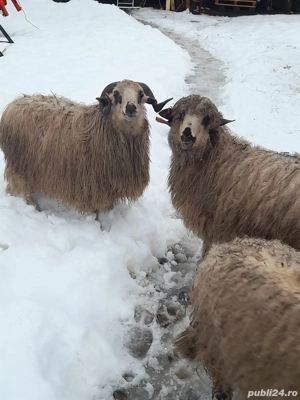 Vand berbecuti - imagine 2