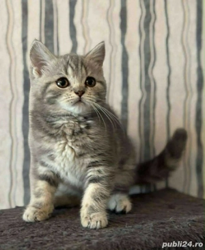 british shorthair silver