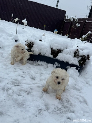 bichon maltez mini toy - imagine 2