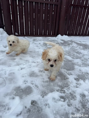 bichon maltez mini toy - imagine 3