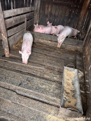 purcei de vanzare  - imagine 5