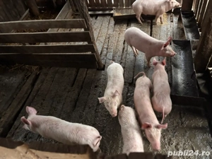 purcei de vanzare  - imagine 2