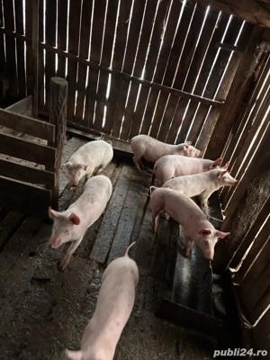 purcei de vanzare  - imagine 3