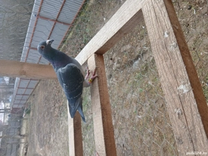 Vând porumbei voiajori 