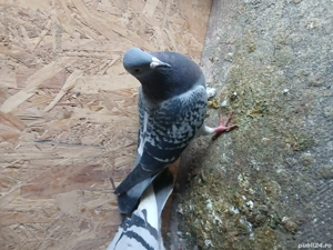 Vând porumbei voiajori  - imagine 2