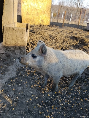 Purcei Argeș  - imagine 2