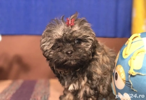 Puiuți Maltipoo disponibili imediat  - imagine 2