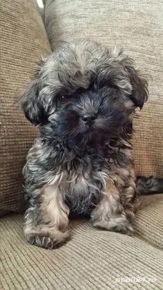 Puiuți Maltipoo disponibili imediat  - imagine 3