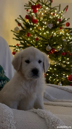 fetiță Golden Retriever - imagine 5