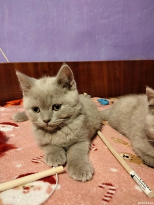 Puiuți British Shorthair Lilac   - imagine 2