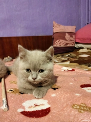 Puiuți British Shorthair Lilac   - imagine 3