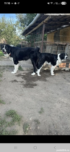 Femela Ciobanesc de Bucovina - imagine 5