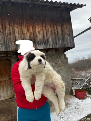 Femela Ciobanesc de Bucovina