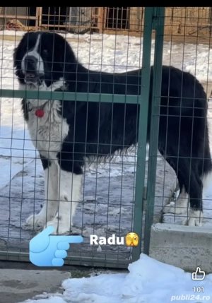 Femela Ciobanesc de Bucovina - imagine 4