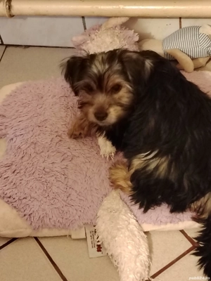 Pui de Yorkshire  - imagine 2