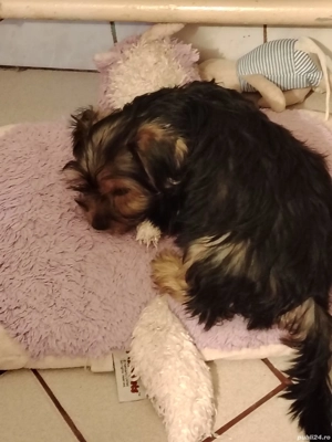 Pui de Yorkshire  - imagine 3