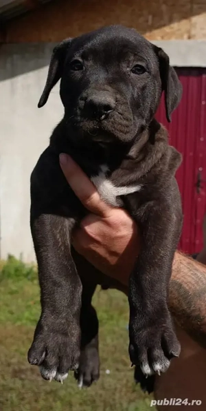 Femelă presa Canario neagră  - imagine 2