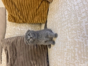 Pui British și Scottish Fold Blue  - imagine 3