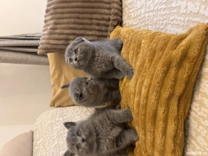 Pui British și Scottish Fold Blue 