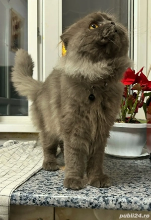 scottish fold longhair 