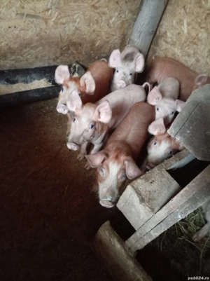 Vand purcei mai am două perechii 10luni mânca orce  - imagine 3