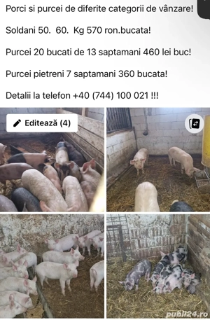 Porci de mai multe categorii !!!