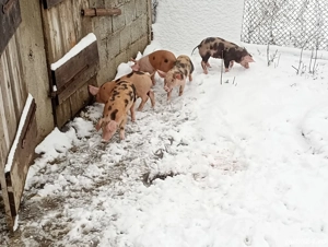 vând purcei 6 săptămâna detalii la telefon - imagine 2