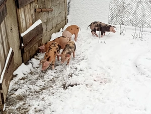 vând purcei 6 săptămâna detalii la telefon - imagine 4