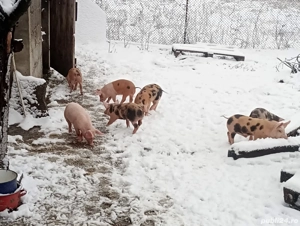 vând purcei 6 săptămâna detalii la telefon