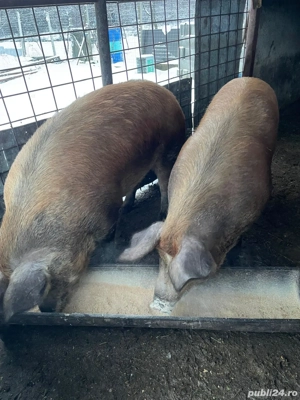 Vand  schimb 2 porci (Cordău) - imagine 4