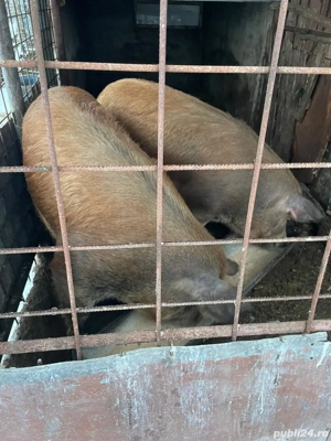 Vand  schimb 2 porci (Cordău)