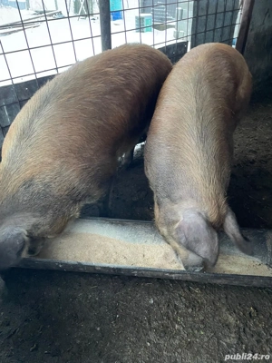 Vand  schimb 2 porci (Cordău) - imagine 3