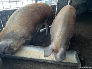 Vand  schimb 2 porci (Cordău) - imagine 2