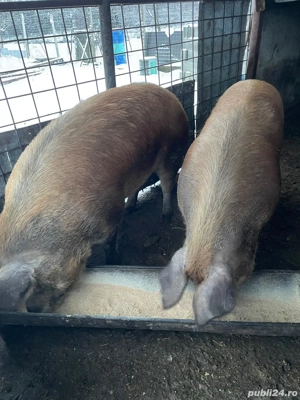 Vand  schimb 2 porci (Cordău) - imagine 5