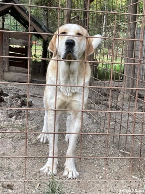 Femelă Ciobanesc de Asia Centrală  - imagine 2