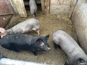 Purcei Caraş Severin  - imagine 4