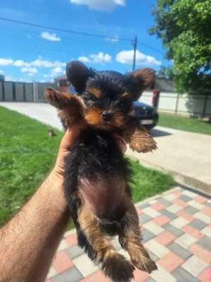 Yorksire terrier mini toy