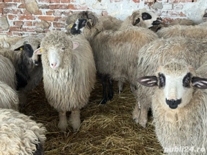 Vând oi și miele(noatine)