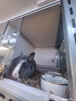 Transport premium animale de companie | România   Europa | Autospeciale Tip 2 | Închirieri - imagine 2