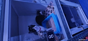 Transport premium animale de companie | România   Europa | Autospeciale Tip 2 | Închirieri - imagine 3