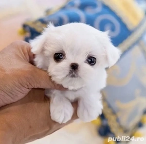 Bichon maltez mini toy 2 luni  - imagine 4