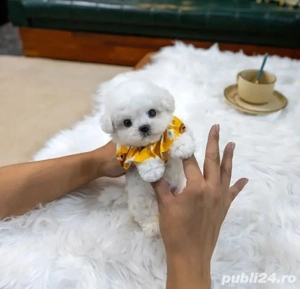 Bichon maltez mini toy  - imagine 5