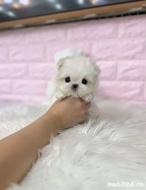 Bichon maltez mini toy  - imagine 4