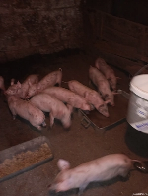Vând purcei sunt foarte bne îngrijiți sunt un băiat și zece fete - imagine 2