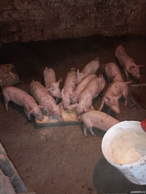 Vând purcei sunt foarte bne îngrijiți sunt un băiat și zece fete - imagine 3