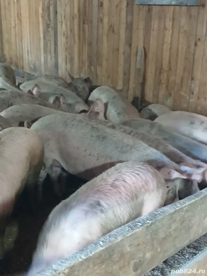 purcei de vanzare  - imagine 4