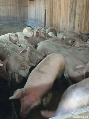 purcei de vanzare  - imagine 3
