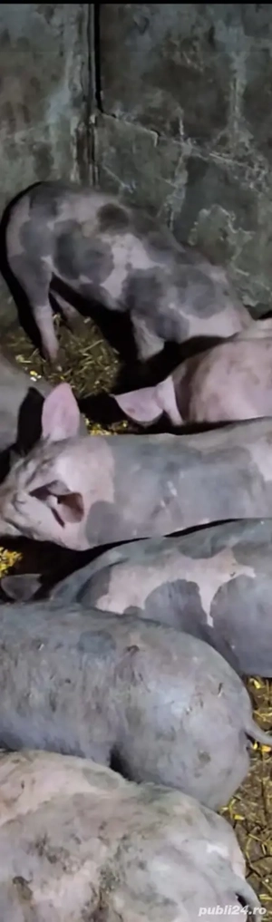 purcei de vanzare  - imagine 2